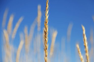 Deniz kenarında bulanık bir arka planı olan bir kamış.