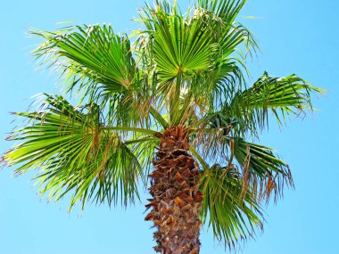 close-up of palm trees in Croatia, here in an HDR image clipart