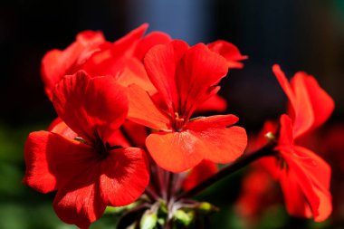 Patlayan renkleri ve bulanık arkaplanı olan kırmızı çiçekler