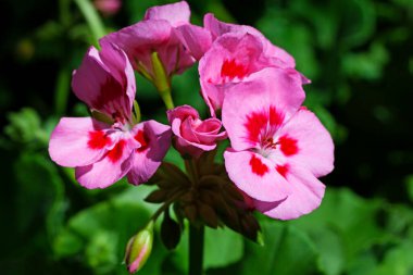 Seralarda yoğun pembe çiçekler bulundu.