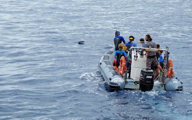 Lagoa, Azores Portekiz - 10 Haziran 2014: Lastik teknedeki turistler bir yunus görüyorlar                         