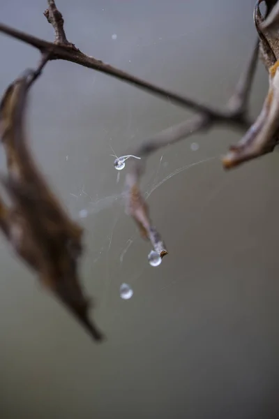 Dew Drops Fall Branches — Stock Photo, Image
