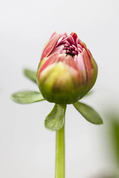 Güzel küçük kırmızı çiçek erken sabah