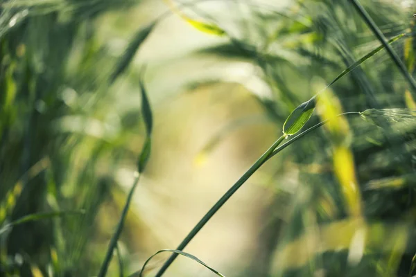 the green Tunnel of Life