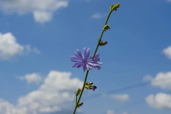 blue flower on a sky gackground