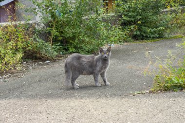 asfalt yolda sokak kedisi