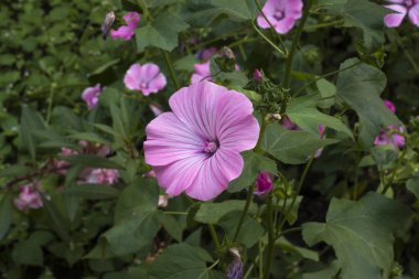 yeşil bir çim arka plan üzerinde menekşe çiçek