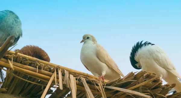 Közelről, fadarabokon üldögévült galambok — Stock Fotó