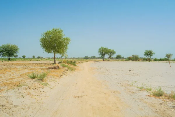 巴基斯坦旁遮普省沙漠地区景观图 — 图库照片