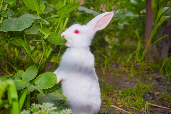 Close-up van mooie witte konijn in een tuin — Stockfoto