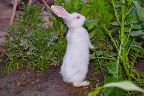 Close-up van mooie witte konijn in een tuin — Stockfoto