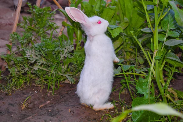 Blízko krásného bílého králíka v zahradě Royalty Free Stock Fotografie