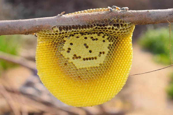 Primo piano di api di miele su pettine di miele — Foto Stock