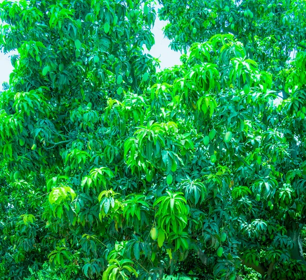 Mangas verdes penduradas em uma árvore de manga — Fotografia de Stock