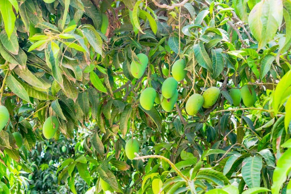 yeşil mango bir mango ağacı asılı