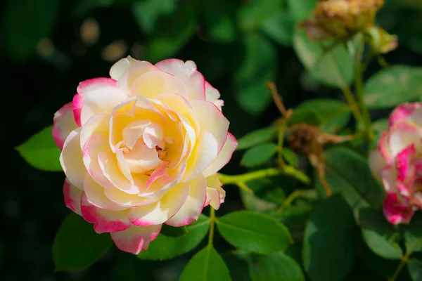 Primer plano de rosa lechosa y flor de rosa blanca — Foto de Stock