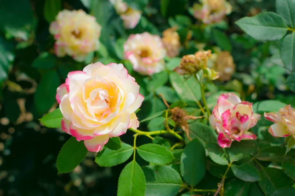 Primer plano de rosa lechosa y flor de rosa blanca — Foto de Stock