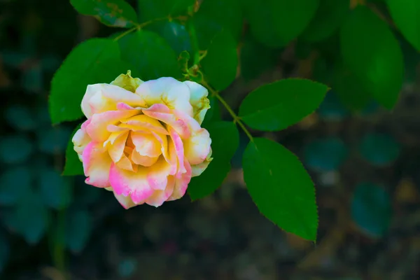 Primer plano de la flor de rosa blanca lechosa, hojas verdes — Foto de Stock
