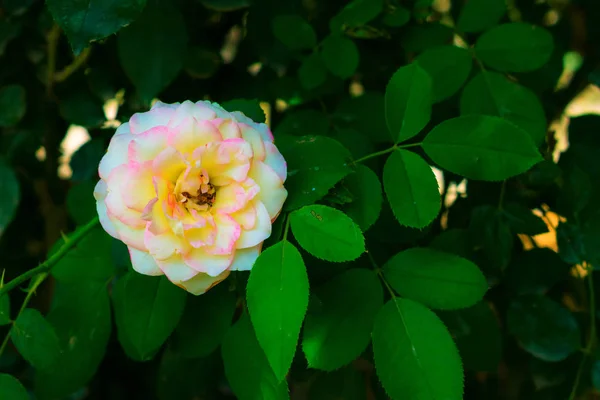 Primer plano de rosa lechosa y flor de rosa blanca — Foto de Stock