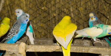 bir kafes içinde renkli tomurcukları yakın