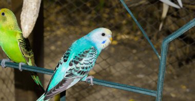 bir kafes içinde renkli tomurcukları yakın