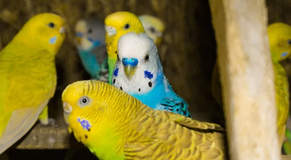 Gros plan de budgrigars colorés dans une cage — Photo