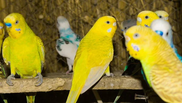 Gros plan de budgrigars colorés dans une cage — Photo