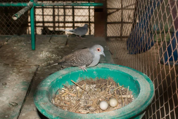 Zbliżenie plamisty gołąb w gnieździe z dwoma jajkami. — Zdjęcie stockowe
