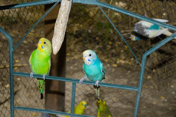 Gros plan de budgrigars colorés dans une cage — Photo