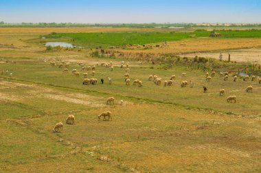 pencap,pakistan'ın ameadow'unda otlayan bir koyun sürüsü