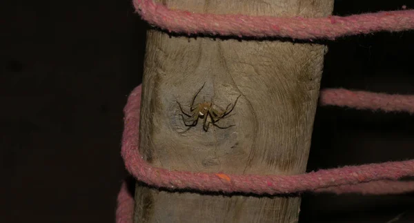 Close up of a long leg brown spider — стоковое фото