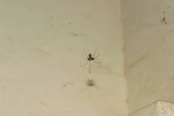 Закрыть длинную ногу коричневого паука, висящего на паутине — стоковое фото