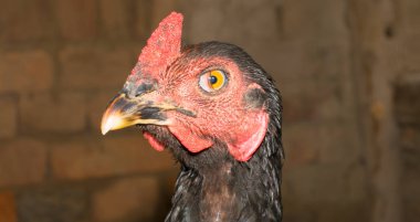 Siyah horozun kafasını kapat. 