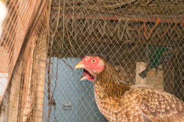 Kafeste kahverengi bir tavuk.
