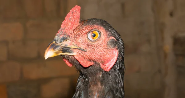 Siyah horozun kafasını kapat. 