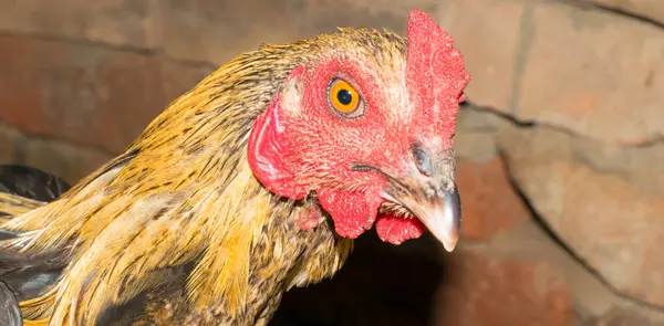Közeli-ból aranykakas (csirke) fej — Stock Fotó