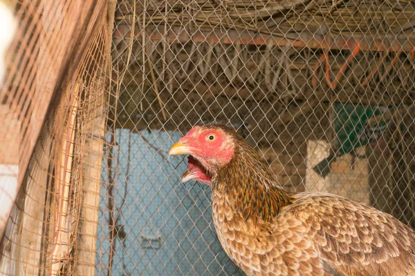 Eine braune Henne (Huhn) im Käfig — Stockfoto