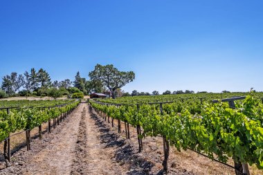 Yeni üzüm bağları ve şarap imalathaneleri California Central Coast doğal tepelerde üzüm bağları şarap üretimi için ince üzüm çeşitli büyümek, Paso Robles yakın, Ca. doğal Karayolu 46.