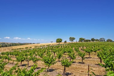 Yeni üzüm bağları ve şarap imalathaneleri California Central Coast doğal tepelerde üzüm bağları şarap üretimi için ince üzüm çeşitli büyümek, Paso Robles yakın, Ca. doğal Karayolu 46.