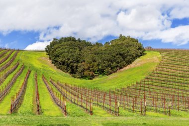 Kaliforniya Şarap Ülkesinin Kalbi. Ağaçların bir copse bağları şarap üretimi için ince üzüm çeşitli büyümek California Central Coast doğal tepelerde bir kalp şekli oluşturur, Paso Robles yakın, Ca. doğal Karayolu 46.
