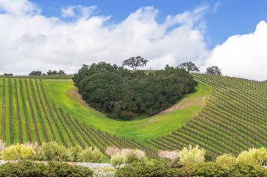Kaliforniya Şarap Ülkesinin Kalbi. Ağaçların bir copse bağları şarap üretimi için ince üzüm çeşitli büyümek California Central Coast doğal tepelerde bir kalp şekli oluşturur, Paso Robles yakın, Ca. doğal Karayolu 46.