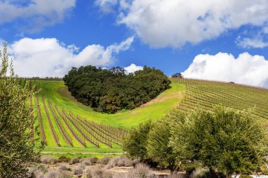 Kaliforniya Şarap Ülkesinin Kalbi. Ağaçların bir copse bağları şarap üretimi için ince üzüm çeşitli büyümek California Central Coast doğal tepelerde bir kalp şekli oluşturur, Paso Robles yakın, Ca. doğal Karayolu 46.