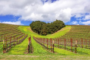Kaliforniya Şarap Ülkesinin Kalbi. Ağaçların bir copse bağları şarap üretimi için ince üzüm çeşitli büyümek California Central Coast doğal tepelerde bir kalp şekli oluşturur, Paso Robles yakın, Ca. doğal Karayolu 46.