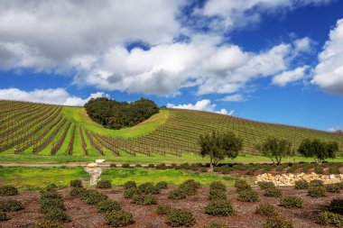 Kaliforniya Şarap Ülkesinin Kalbi. Ağaçların bir copse bağları şarap üretimi için ince üzüm çeşitli büyümek California Central Coast doğal tepelerde bir kalp şekli oluşturur, Paso Robles yakın, Ca. doğal Karayolu 46.