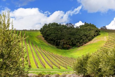 Kaliforniya Şarap Ülkesinin Kalbi. Ağaçların bir copse bağları şarap üretimi için ince üzüm çeşitli büyümek California Central Coast doğal tepelerde bir kalp şekli oluşturur, Paso Robles yakın, Ca. doğal Karayolu 46.