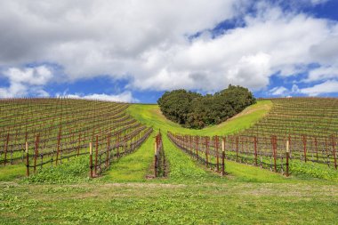 Kaliforniya Şarap Ülkesinin Kalbi. Ağaçların bir copse bağları şarap üretimi için ince üzüm çeşitli büyümek California Central Coast doğal tepelerde bir kalp şekli oluşturur, Paso Robles yakın, Ca. doğal Karayolu 46.