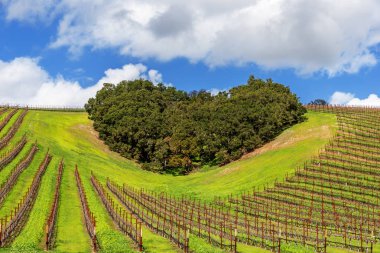 Kaliforniya Şarap Ülkesinin Kalbi. Ağaçların bir copse bağları şarap üretimi için ince üzüm çeşitli büyümek California Central Coast doğal tepelerde bir kalp şekli oluşturur, Paso Robles yakın, Ca. doğal Karayolu 46.