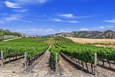 Santa Barbara County şarap ülkenin tepelerde yeni üzüm bağları. Mavi gökyüzü, beyaz bulutlar, yumuşak tepeler ve meşe ağaçları ile arka plan hakim.