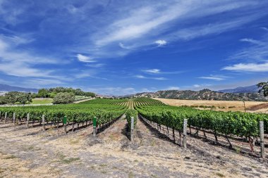 New vineyards in the rolling hills of Santa Barbara County wine country. Blue skies, white clouds, with gentle rolling hills and oak trees dominate the background. clipart