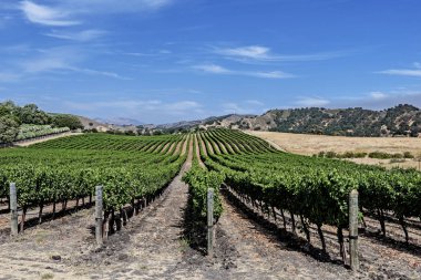 Santa Barbara County şarap ülkenin tepelerde yeni üzüm bağları. Mavi gökyüzü, beyaz bulutlar, yumuşak tepeler ve meşe ağaçları ile arka plan hakim.
